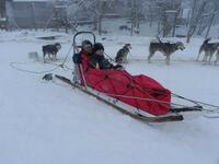 Chien de traineau Chien de traineau